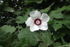 Hibiscus platanifolius